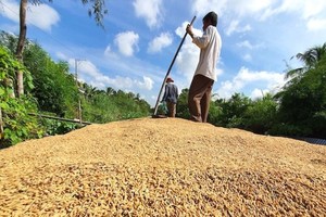 Giá gạo thế giới được dự báo tiếp tục duy trì ở mức cao