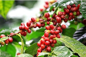Giá cà phê dự báo tăng nhờ nhu cầu từ thị trường Trung Quốc