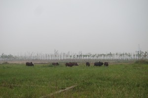 Yêu cầu bổ sung Đồ án Quy hoạch huyện Mê Linh