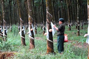 BSC: Cổ phiếu cao su sẽ tăng mạnh trong quý IV/2016