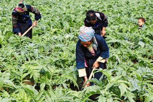 HAI đặt mục tiêu bán tối thiểu 60% lượng cổ phiếu phát hành thêm