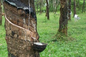 Kế toán cộng nhầm cột, Cao su Phước Hòa điều chỉnh giảm lợi nhuận 87 tỷ đồng quý IV