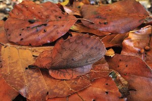 Những hình ảnh cho thấy sự kỳ diệu của tự nhiên