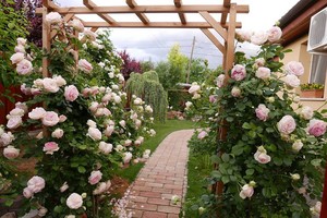 Ngôi nhà hoa hồng “đẹp như cổ tích” của nữ Việt kiều Hungary