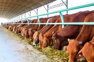 HNG: 6 tháng, doanh thu bán bò giảm hơn 76%, lợi nhuận đột biến