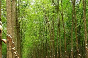 Cổ phiếu cần quan tâm ngày 9/8