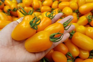 Kiếm trăm triệu mỗi tháng nhờ độc chiêu trồng cà chua từ... trứng gà và sữa