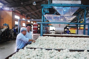 Năm 2016, Cao su Đồng Phú (DPR) chi hơn 200 tỷ đồng trả cổ tức