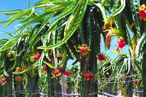 Hoàng Anh Gia Lai (HAG): “Trái cây” mang về gần 1.260 tỷ đồng doanh thu, chiếm tỷ trọng 31%