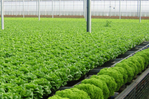 Giao dịch chui, người có liên quan với Trưởng Ban kiểm soát SJF bị phạt 45 triệu đồng