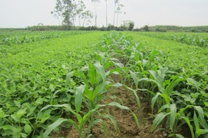 Giống cây trồng miền Nam (SSC) muốn giảm vốn và hủy niêm yết trên sàn HOSE