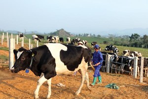 Vilico (VLC) chi hơn 82 tỷ đồng trả cổ tức, tỷ lệ 13%