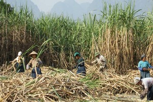 Lãi sau thuế giảm 30%, Mía đường Sơn La (SLS) vẫn vượt kế hoạch lợi nhuận cả niên độ chỉ sau 1 quý