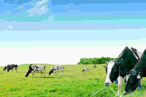 Vinamilk sẽ chào mua tối đa gần 47% cổ phần GTN, giá 13.000 đồng/CP