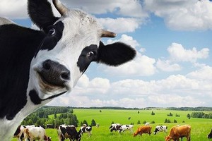 Quý I/2019, Vinamilk (VNM) ước lợi nhuận 2.774 tỷ đồng