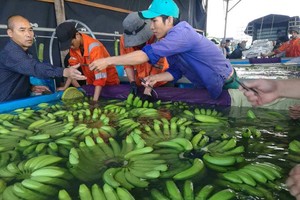 Năm 2019, cây ăn trái dự kiến mang lại hơn 4.400 tỷ đồng doanh thu cho Hoàng Anh Gia Lai (HAG)