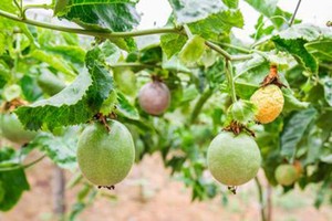 Người của Thaco giữ chức Phó chủ tịch HĐQT Nông nghiệp quốc tế Hoàng Anh Gia Lai (HNG)