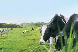 Đến lượt F&N Dairy Investments PTE.LTD lại đăng ký mua hơn 17 triệu cổ phiếu VNM sau 5 lần bất thành
