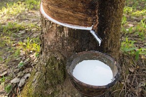 Tháng 10, Cao su Đồng Phú (DPR) dự kiến chia cổ tức đợt 2/2018, tỷ lệ 10%