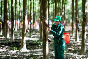 Tập đoàn Cao su Việt Nam (GVR): 4 tỷ cổ phiếu sẽ hủy giao dịch trên UPCoM vào ngày 9/3