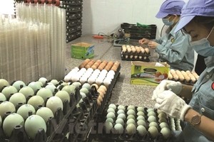 Dabaco (DBC) dự kiến mua lại 5 triệu cổ phiếu quỹ