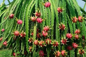 Thaco đăng ký mua gần 26 triệu cổ phiếu HNG