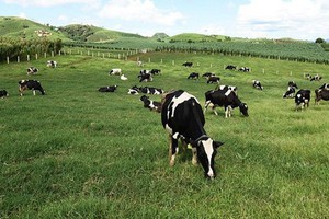 Cổ đông lớn Platinum Victory Pte. Ltd miệt mài đăng ký mua hơn 17,41 triệu cổ phiếu VNM