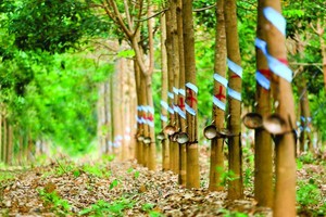 Cổ phiếu cần quan tâm ngày 25/6