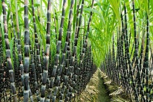 Gửi câu hỏi điều tra chống bán phá giá một số sản phẩm mía đường từ Thái Lan