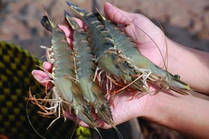 Thủy sản Cà Mau (CAT) tiếp tục chia cổ tức 20% bằng tiền