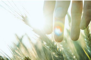 PAN: Lợi nhuận sau thuế 9 tháng đạt 404 tỷ đồng, vượt 44% kế hoạch năm