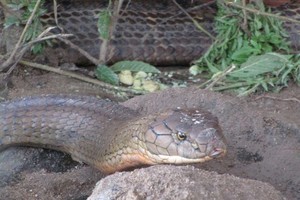 Cặp rắn hổ mây thuộc nhóm I danh mục động vật rừng nguy cấp, quý, hiếm