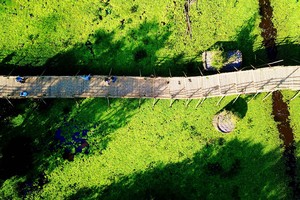 Nhìn từ trên cao, cây cầu tre vạn bước tựa như con rồng khổng lồ trườn mình uốn lượn quanh rừng tràm Trà Sư.