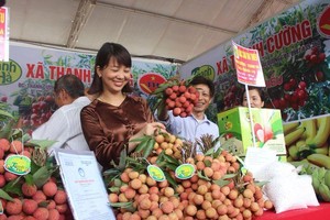 Xúc tiến xuất khẩu vải thiều Hải Dương ra nước ngoài