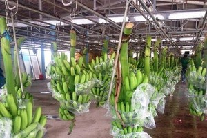 Năm nay HNG sẽ trồng mới 1.000 ha chuối tại Attapeu, Lào và 30 ha chuối tại Quang Minh, Lào