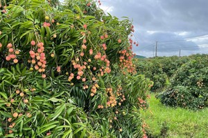 Xuất khẩu vải thiều sang Nhật có triển vọng tốt