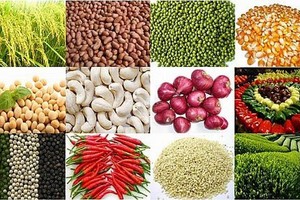 Nhà đầu tư hàng hóa: Sẵn sàng cho những cơ hội mới