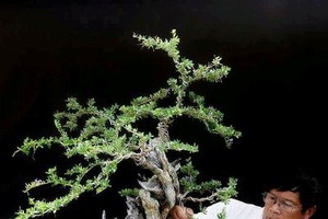 Cận cảnh: Lão nông Sài Gòn phù phép gốc “củi” thành cây cảnh nửa tỷ