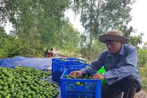 Một kĩ sư đang đánh giá chất lượng nguyên liệu tại trang trại chanh Chanh Việt (H.Bến Lức, T.Long An).