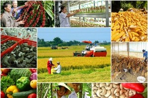 Thủ tướng phê duyệt kế hoạch cơ cấu lại ngành nông nghiệp