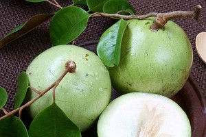 Trái vú sữa đã trở thành trái cây đặc sản, có giá trị xuất khẩu cao của Việt Nam trong những năm qua. Năm 2017, loại trái cây này đã được thị trường Mỹ cấp phép nhập khẩu