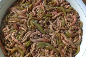 Rươi có vẻ ngoài khiến nhiều người e dè.