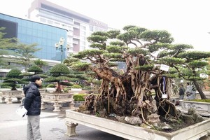 Triển lãm cây cảnh nghệ thuật tại Ninh Bình thu hút gần 2.000 tác phẩm cây nổi tiếng khắp các tỉnh miền Bắc quy tụ về, khỏe sắc.