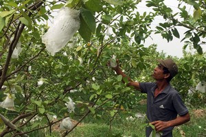 Nông dân thu nhập 300 triệu mỗi năm nhờ trồng ổi