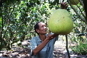 Vì quả bưởi to như cái thúng nên còn được gọi là bưởi thúng. Ảnh: Hoàng Nam.