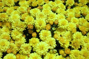 Hoa Tết miền Tây nở sớm vì mưa trái mùa