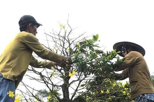 Ngắt lá mai kiếm tiền triệu tiêu Tết ở TP HCM