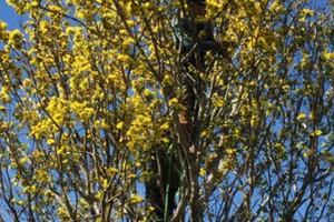 Mai phu thê tiền tỷ chờ khách dịp Tết