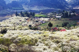 Mùa hoa mận nở trắng trời cao nguyên Mộc Châu