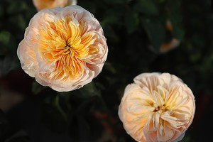 Hàng nghìn giống hoa hội tụ tại Lễ hội hoa hồng Bulgaria